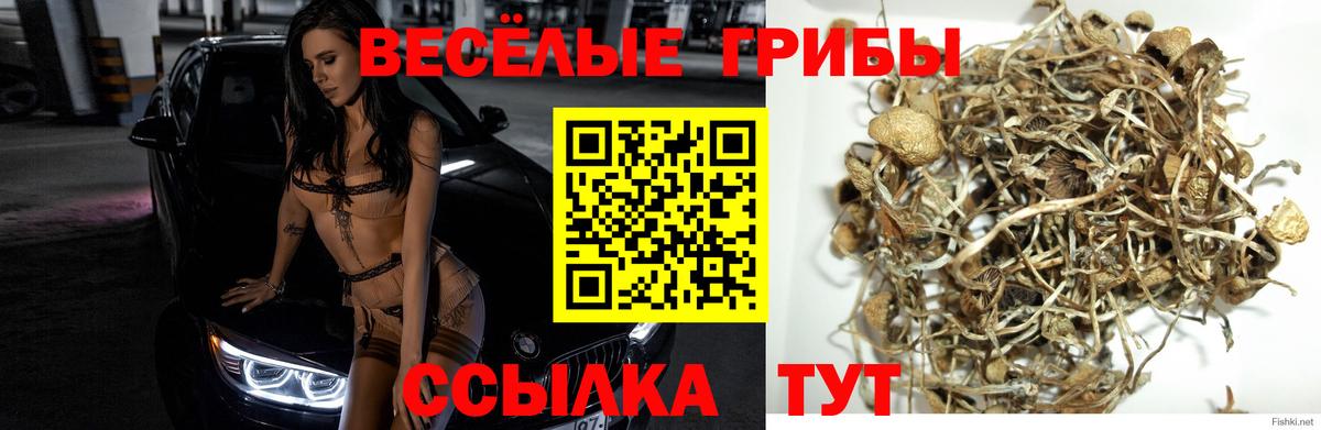 Галлюциногенные грибы Psilocybine cubensis  Вход с VPN  Коркино 
